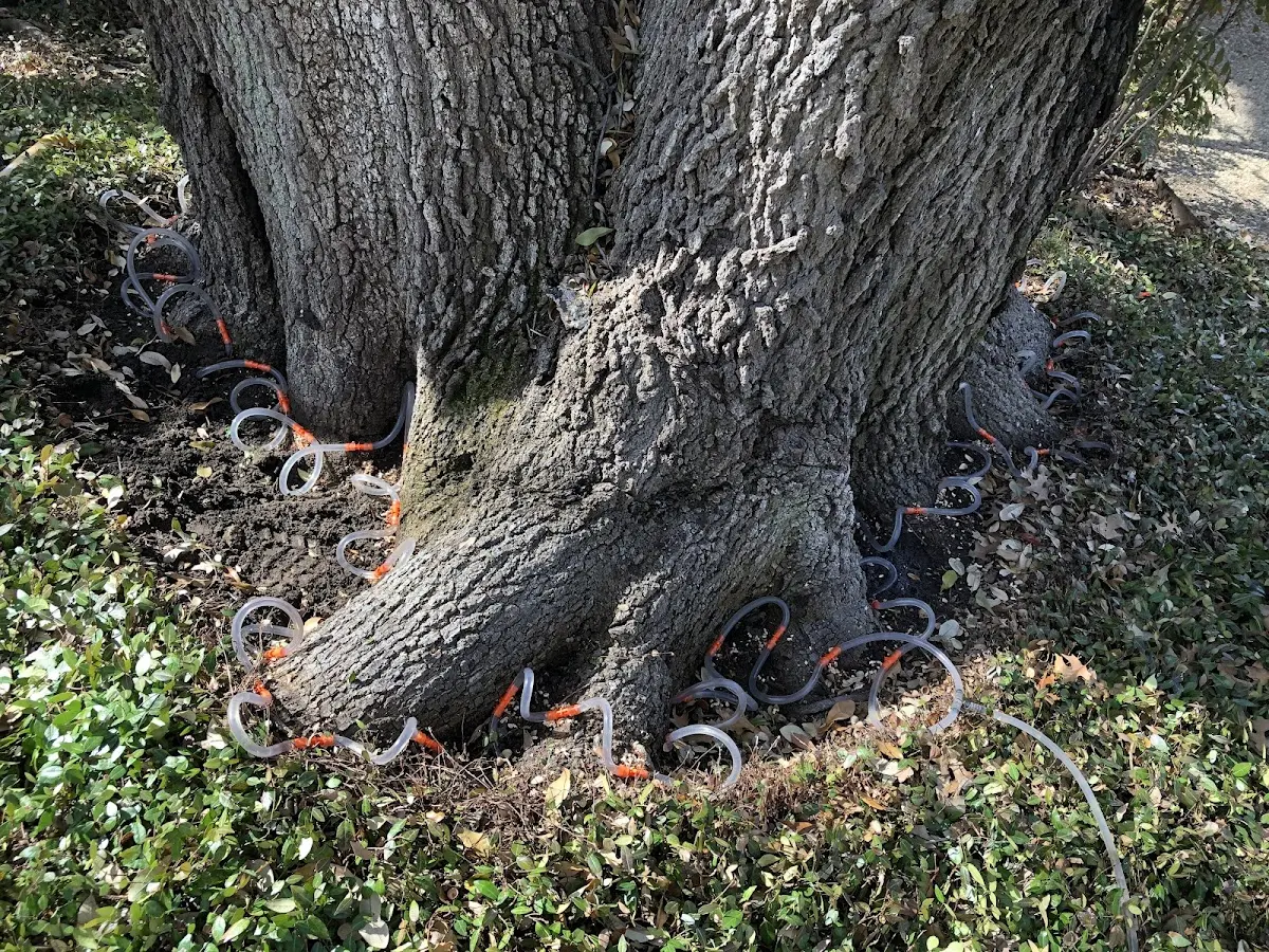 Detailed Shrub and Hedge Trimming job site in Waddell