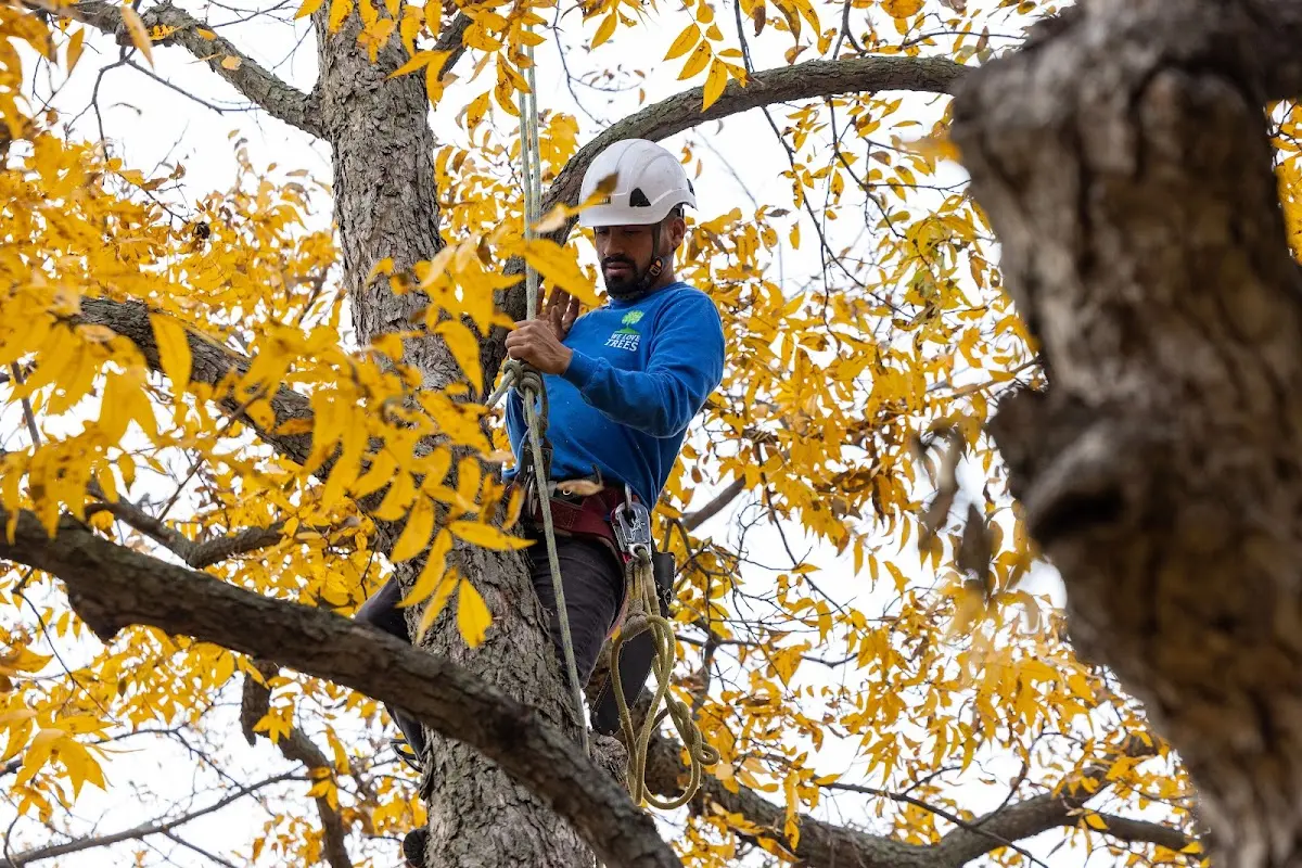 Skilled Tree Trimming crew working in Waddell